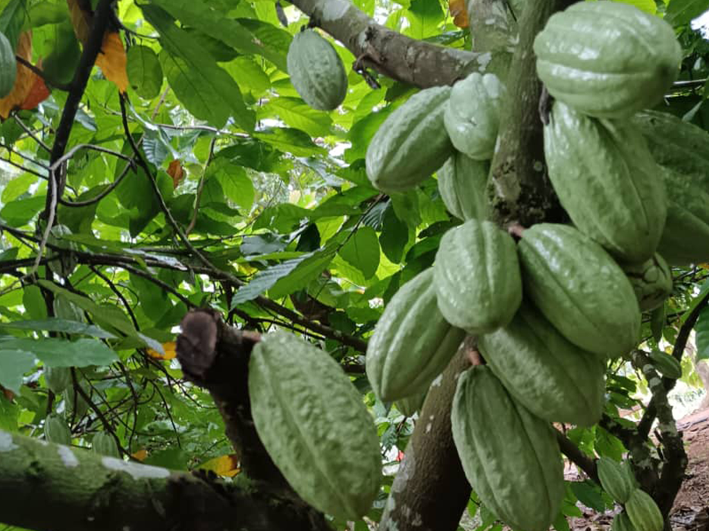 Plantation de cacao