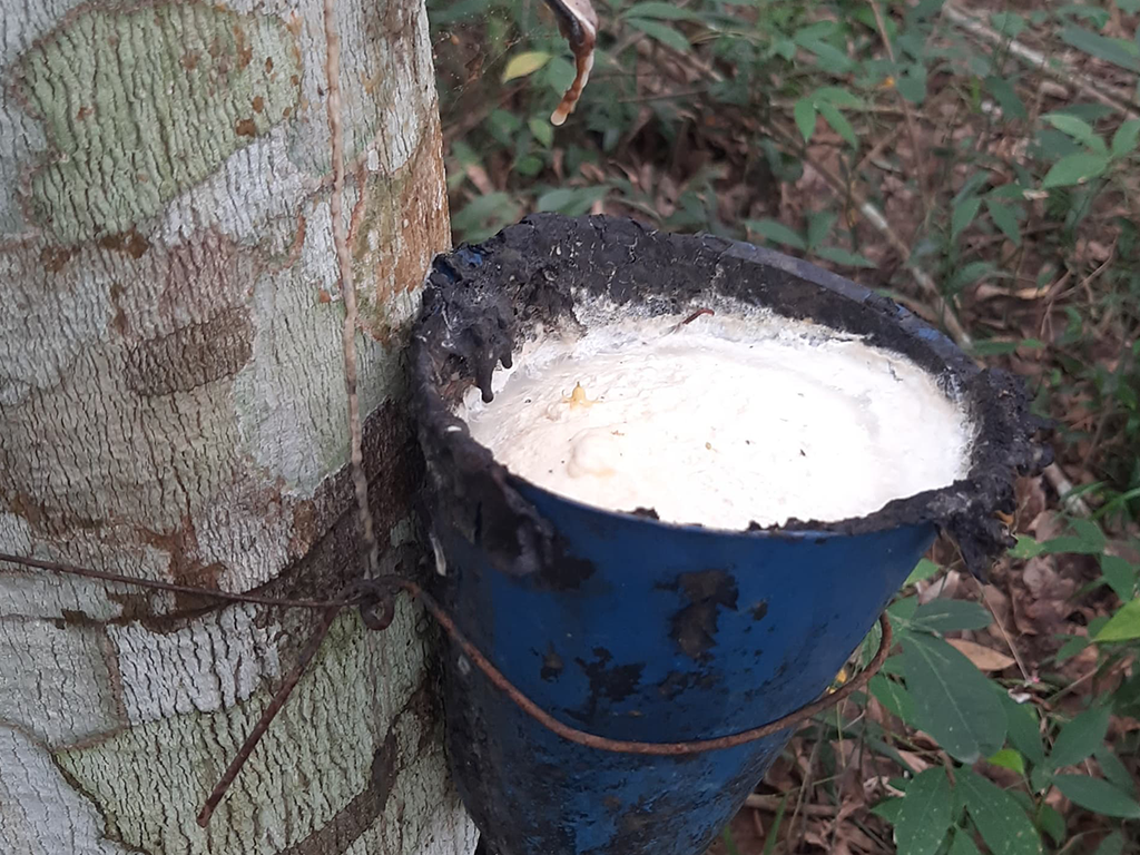 Plantation d'hévéa