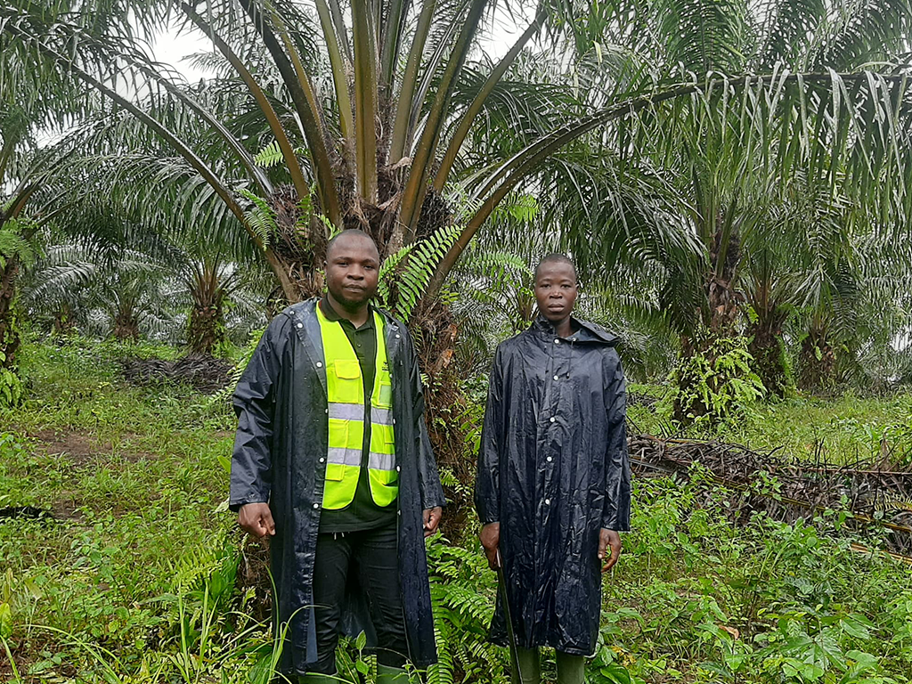 Plantation de palmier à huile