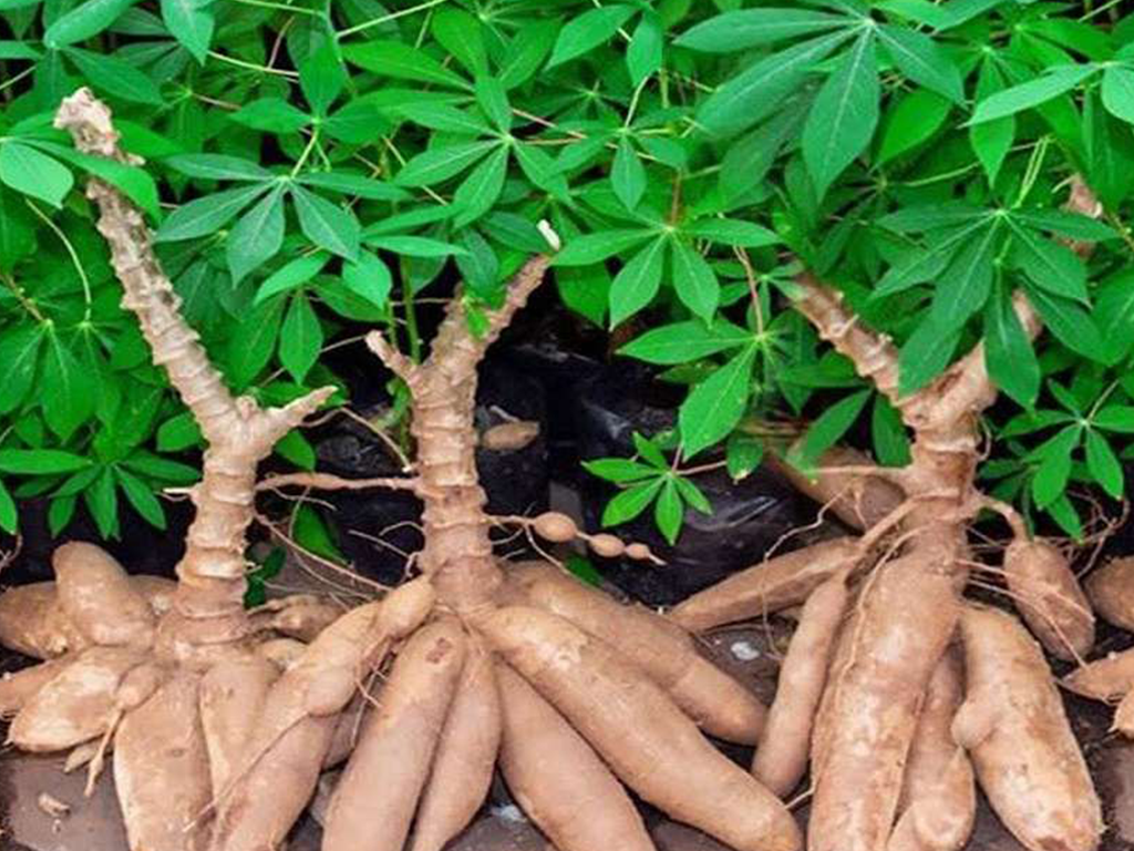 Plantation de vivriers